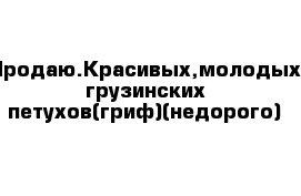 Продаю.Красивых,молодых грузинских петухов(гриф)(недорого)